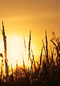 sunset over a grassy field