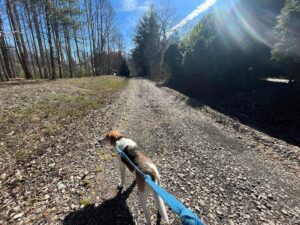 Dog on Ecusta trail section
