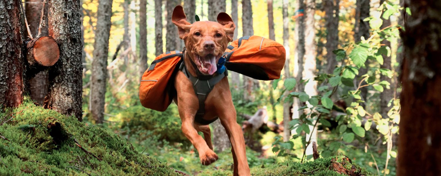 dog running in the woods