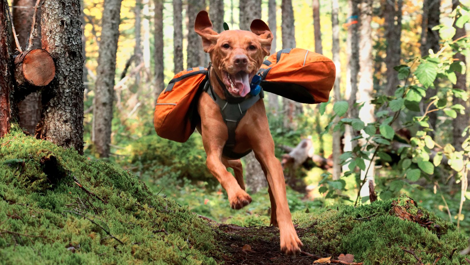 dog running in the woods